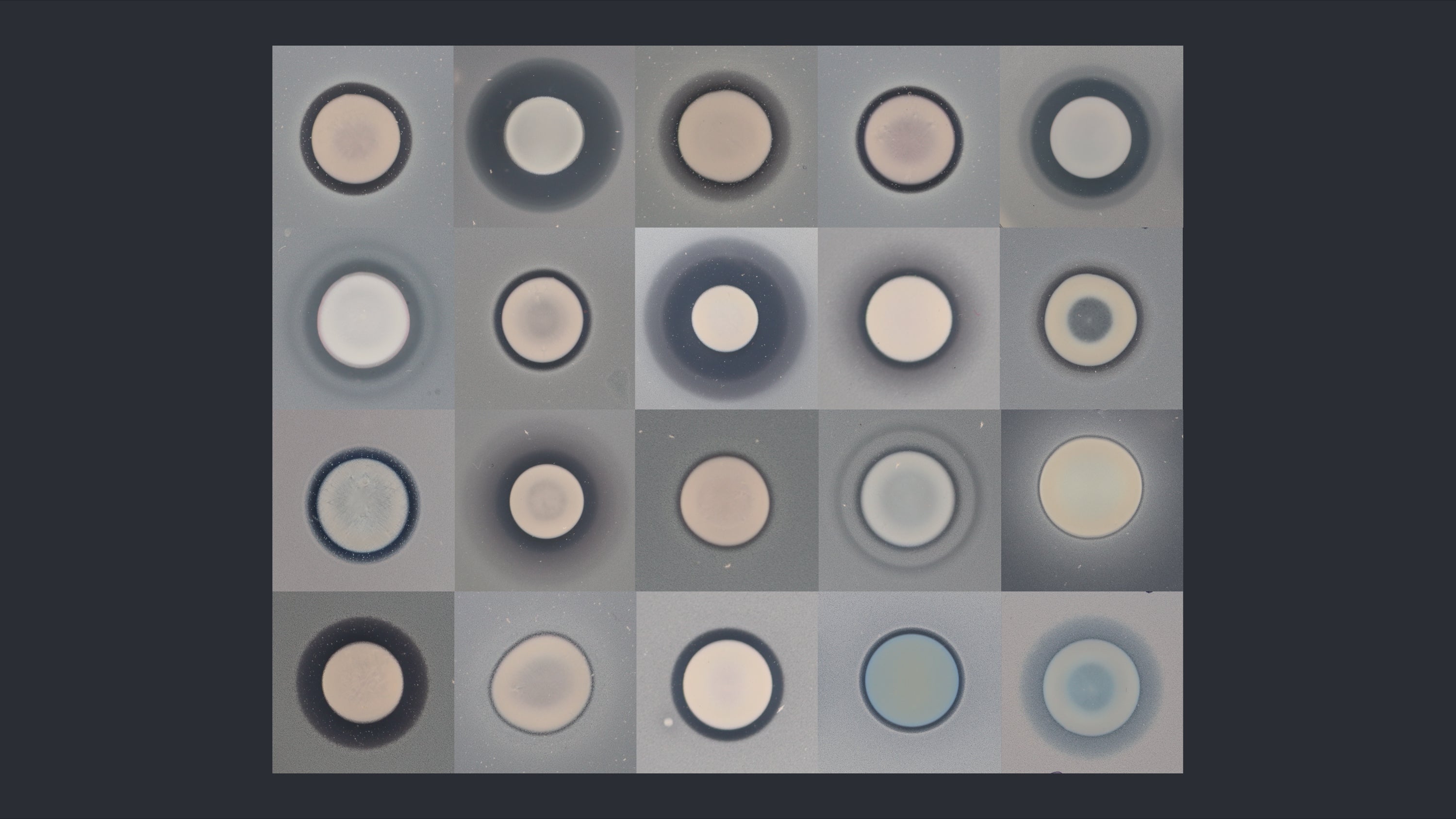 Variety of microcins